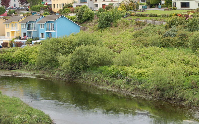 Japanese Knotweed Ireland - The River Laune in Killorglin Co Kerry 2